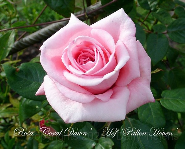 Rosa - Coral-Dawn.jpg